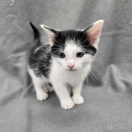 A baby small-sized male Black & White / Tuxedo Domestic Short Hair cat named Ryland Grace for adoption in Flatwoods, KY