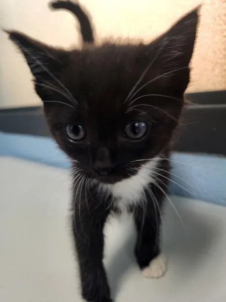 A baby small-sized female Domestic Short Hair cat named Kd for adoption in Lawrenceville, GA