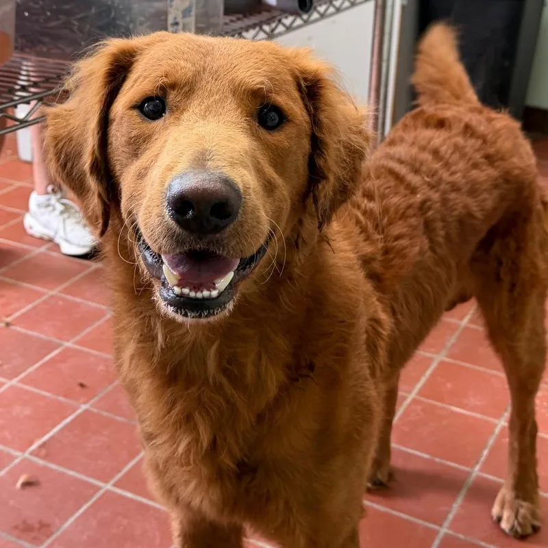 An adult medium-sized male Red / Chestnut / Orange Golden Retriever dog named Meatball for adoption in West Point, MS
