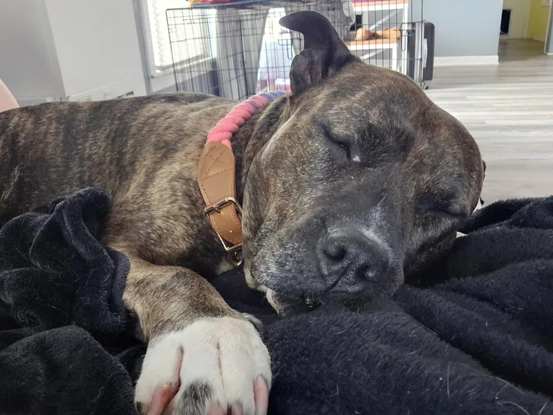 An adult large-sized female Pit Bull Terrier dog named Coco for adoption in Troy, MI