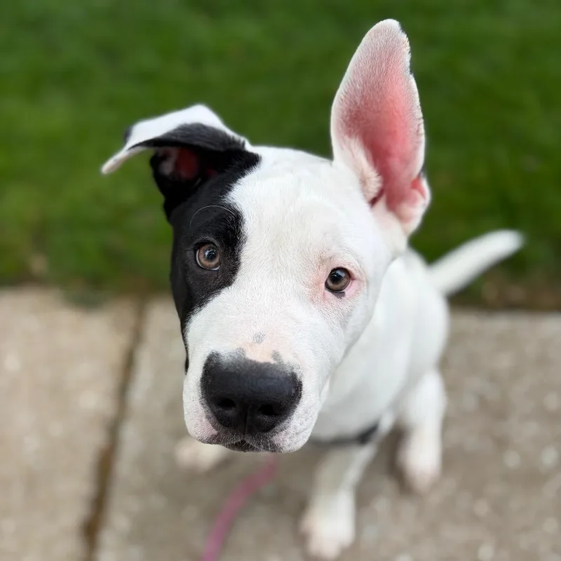 A young large-sized male White / Cream Mixed Breed dog named Dunkin for adoption in Hinsdale, IL