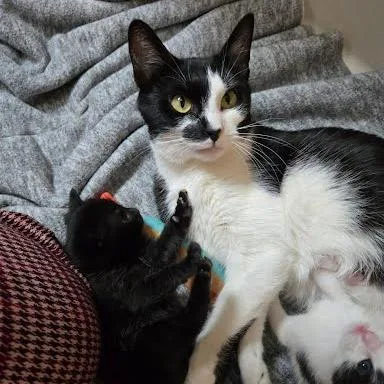 An adult medium-sized female Black Domestic Short Hair cat named Mindful for adoption in South Elgin, IL