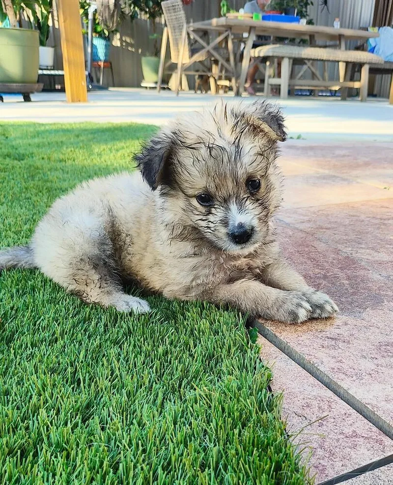 A baby medium-sized male Mixed Breed dog named Ted LassoTed Lasso Litter for adoption in Columbus, OH