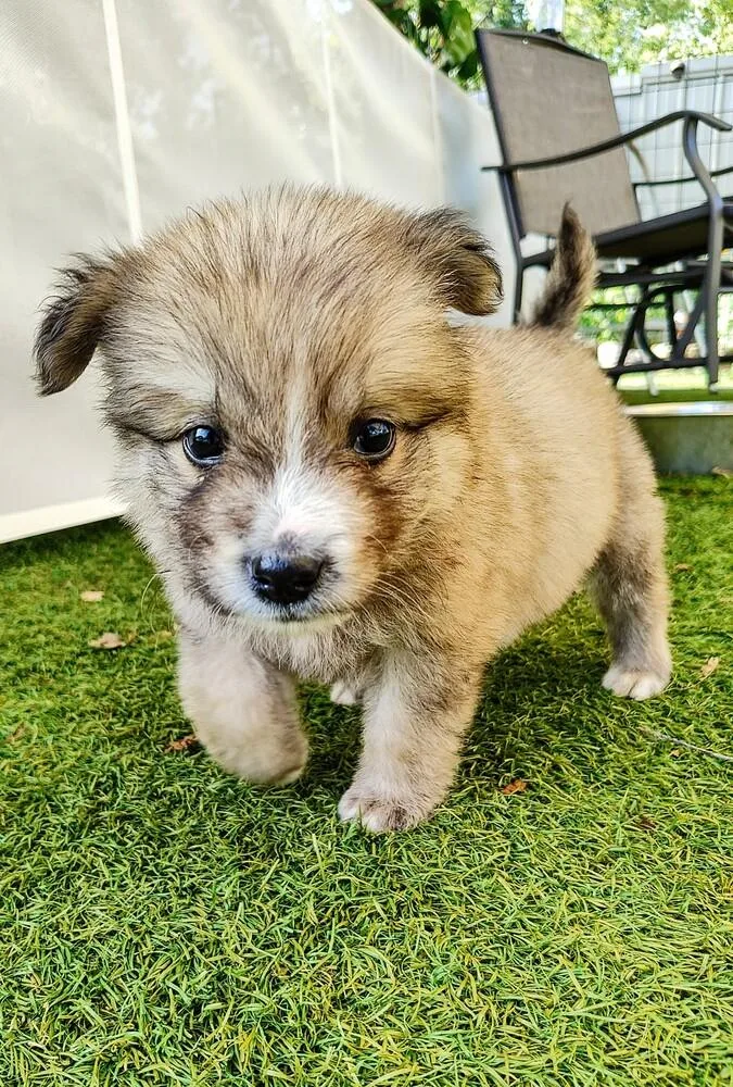 Ted LassoTed Lasso Litter thumbnail 2