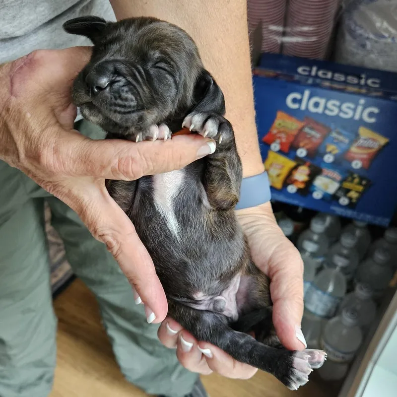 Rebecca Pup Benedick