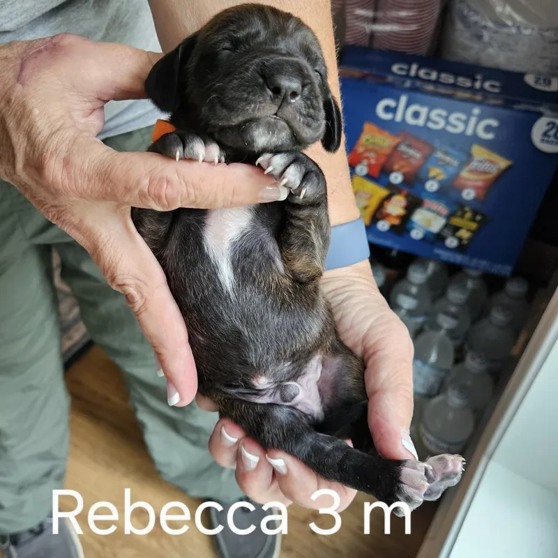 Rebecca Pup  Benedick thumbnail 6
