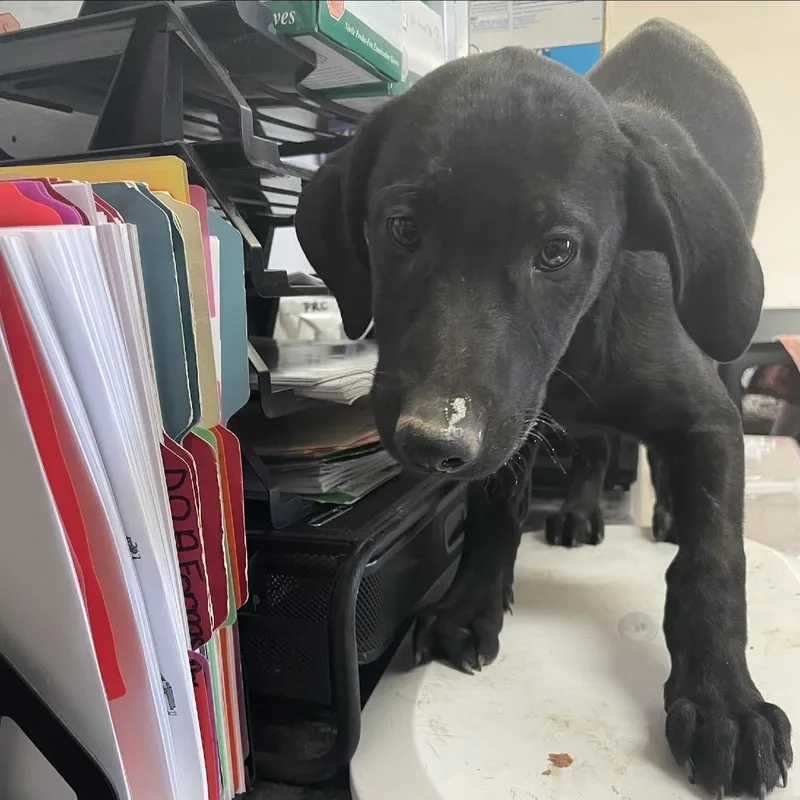 Maverick thumbnail 2