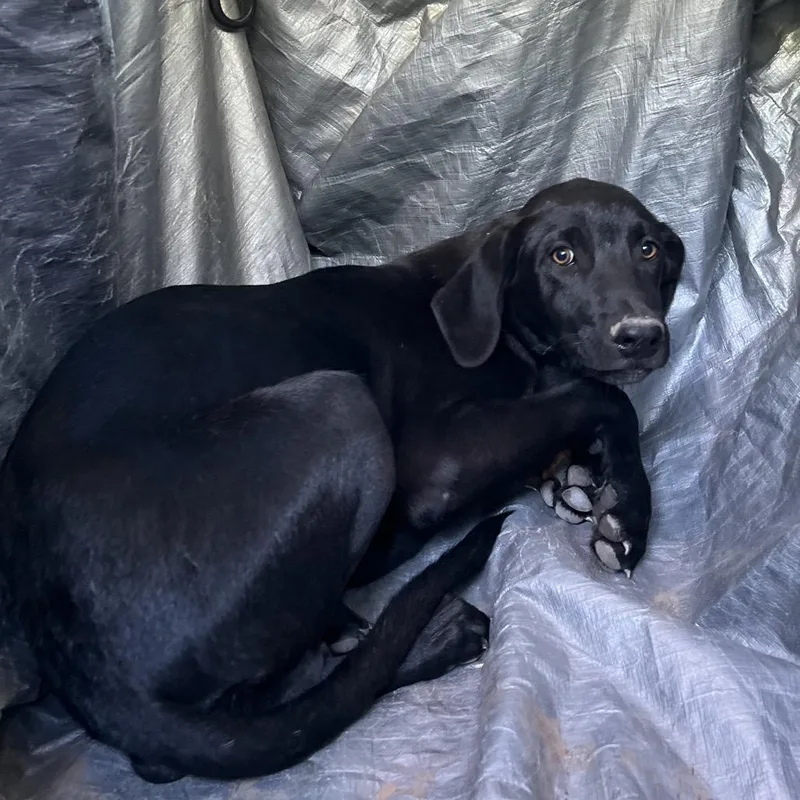 Maverick thumbnail 3