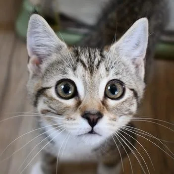 A baby small-sized female Gray / Blue / Silver American Shorthair cat named Roxy for adoption in Johnson City, TN