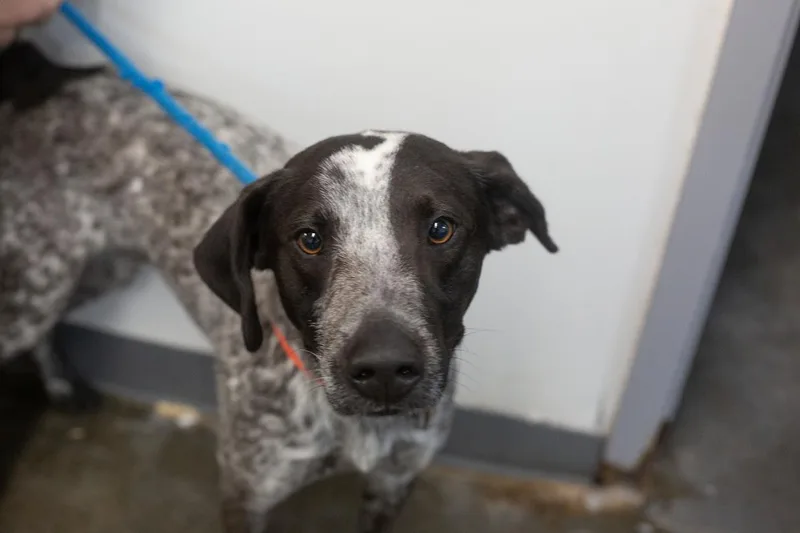 A young medium-sized male German Shorthaired Pointer dog named Cooper for adoption in Mountain Home, AR