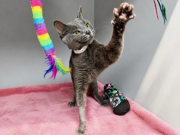 An adult medium-sized female Domestic Short Hair cat named Goldiepot for adoption in New York, NY