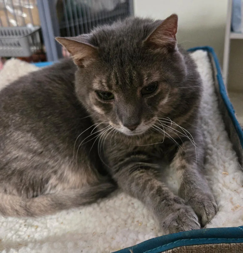 An adult medium-sized female Domestic Short Hair cat named Lucky Lupi for adoption in Trenton, NJ