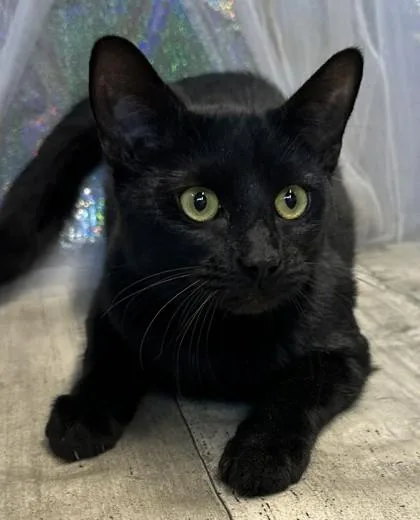 A baby medium-sized female Domestic Short Hair cat named Matcha for adoption in Shreveport, LA
