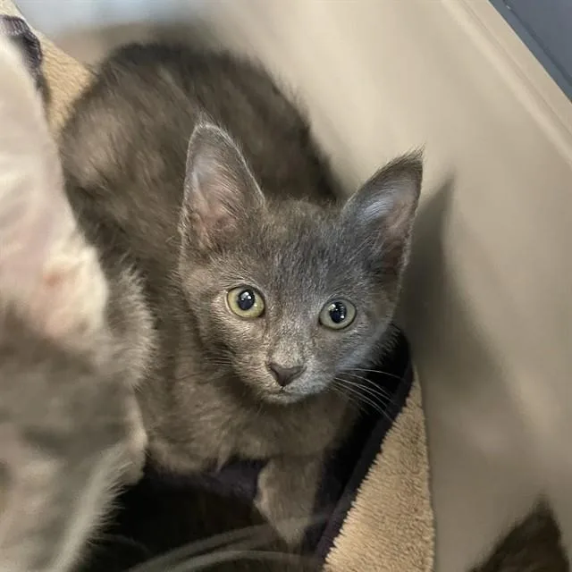 A baby small-sized female Domestic Short Hair cat named Barcelona for adoption in Tallahassee, FL