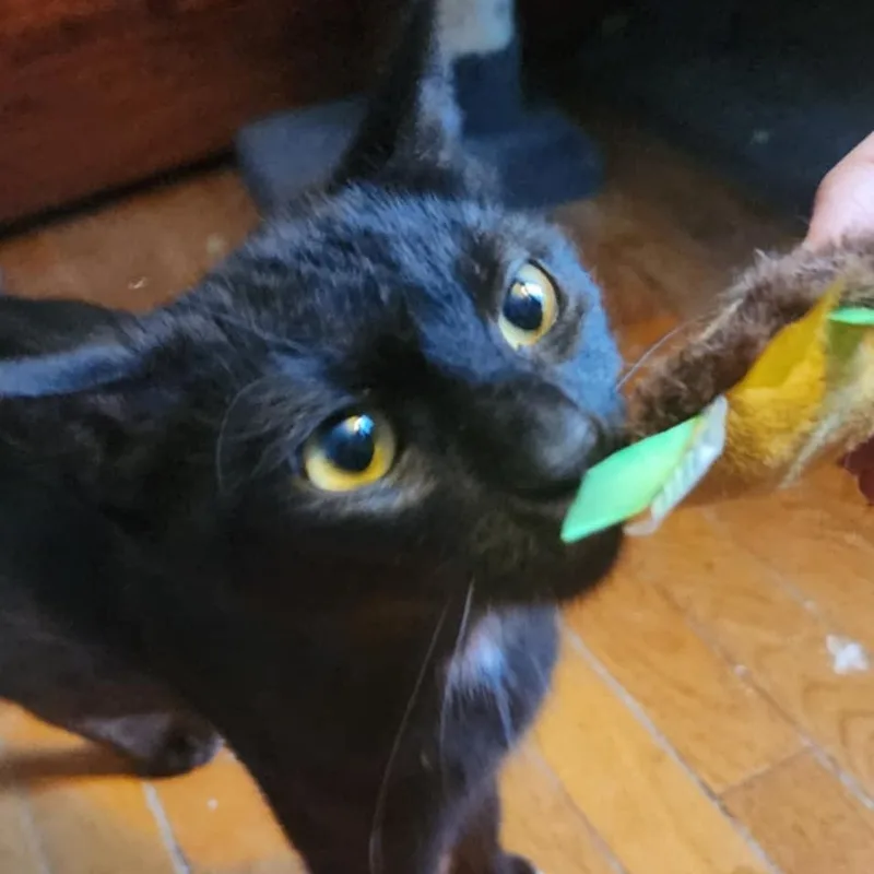 Mama Abby thumbnail 3