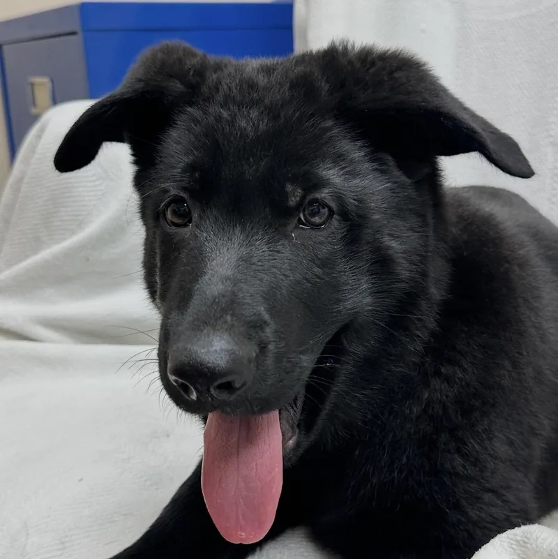 A baby large-sized male Black German Shepherd Dog dog named Ben for adoption in Corinth, MS