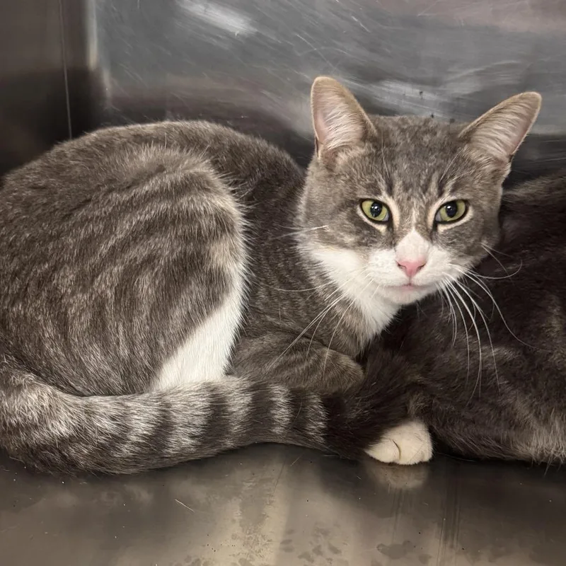 An adult small-sized male Gray / Blue / Silver Domestic Short Hair cat named Jordan for adoption in Marion, VA