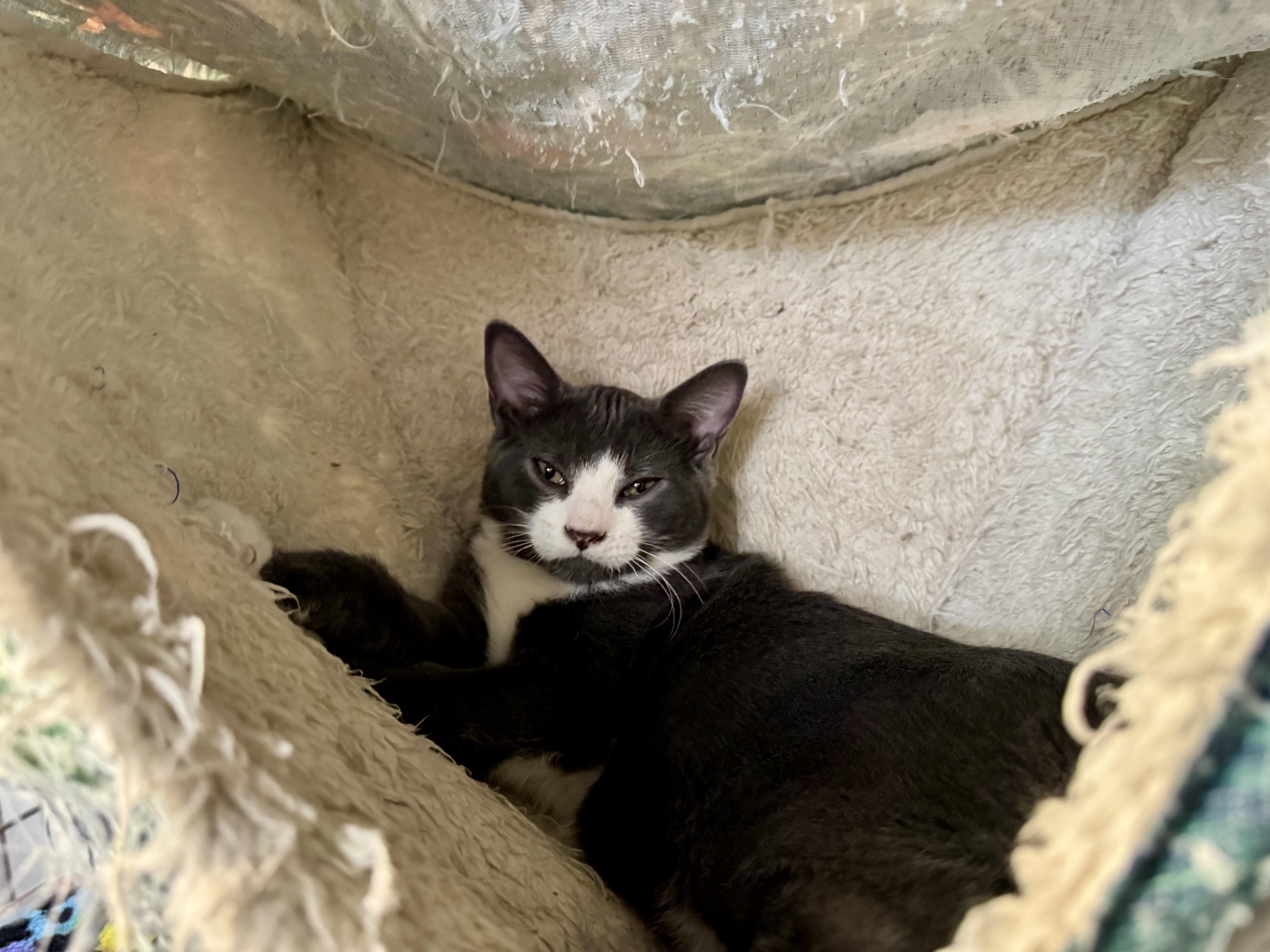 A baby small-sized male Domestic Short Hair cat named Storm for adoption in Wasilla, AK