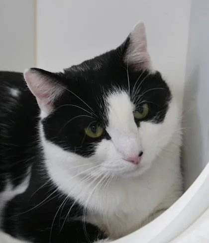 A young medium-sized male Domestic Short Hair cat named Mammoth for adoption in Fishers, IN