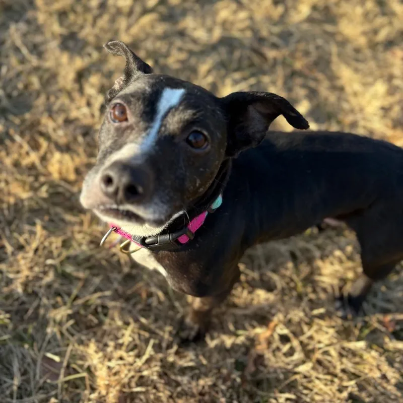 An adult medium-sized female Black Feist dog named Tammy for adoption in Fairfax Station, VA
