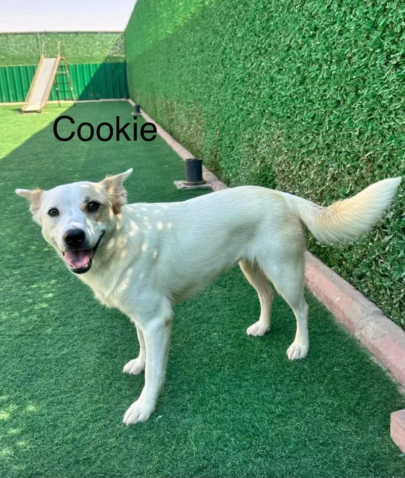 Cookie thumbnail 2