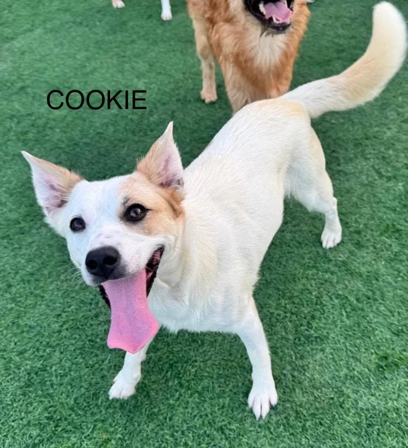 Cookie thumbnail 3
