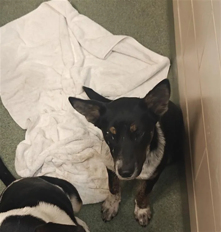 A young small-sized female Mixed Breed dog named Fae for adoption in Santa Fe, NM