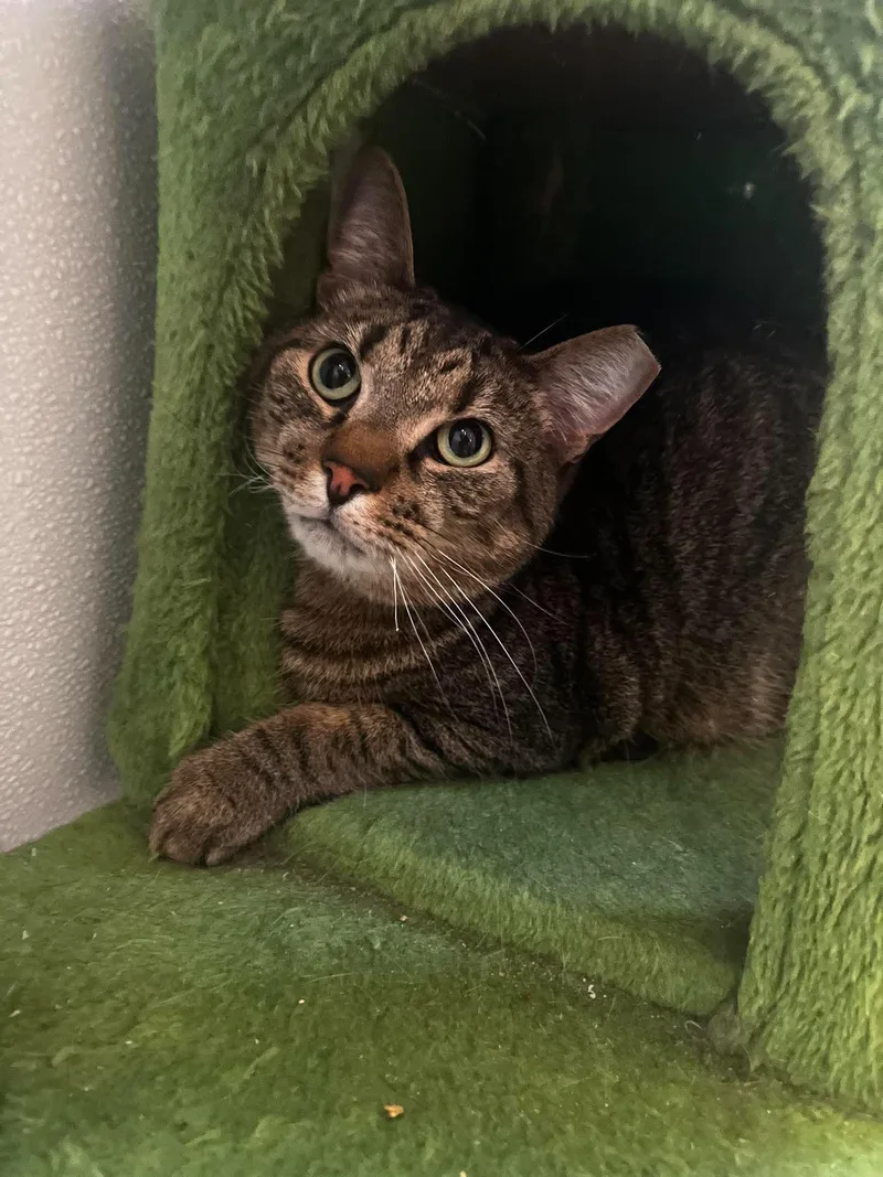 An adult medium-sized female Domestic Short Hair cat named Frankie for adoption in Chambersburg, PA