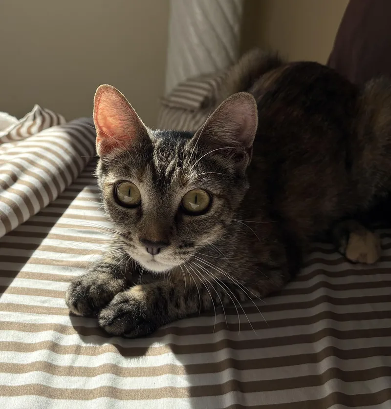 Cinnamon thumbnail 2