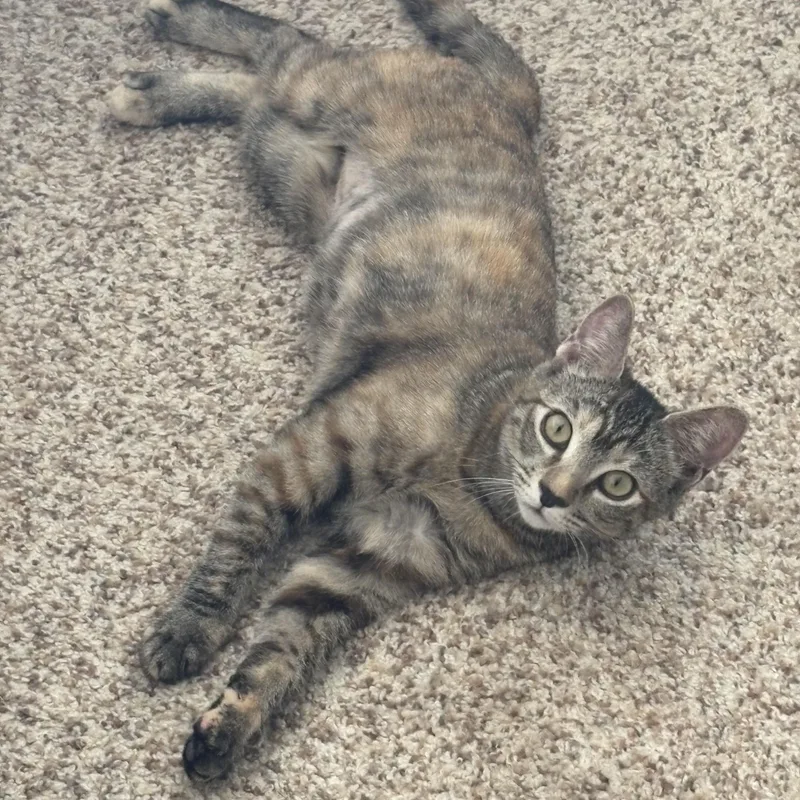 Cinnamon thumbnail 3