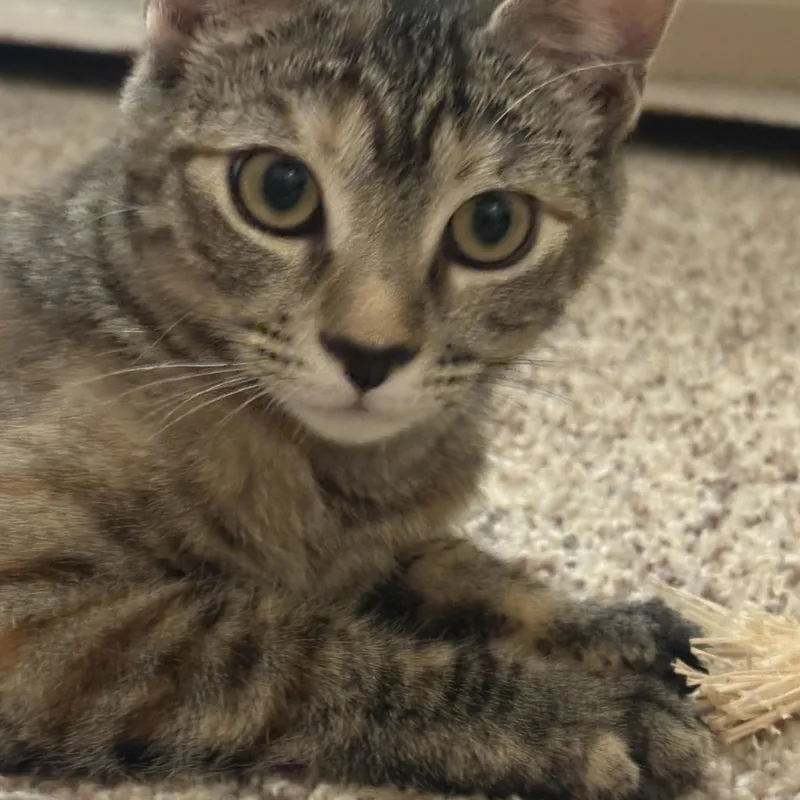 Cinnamon thumbnail 4