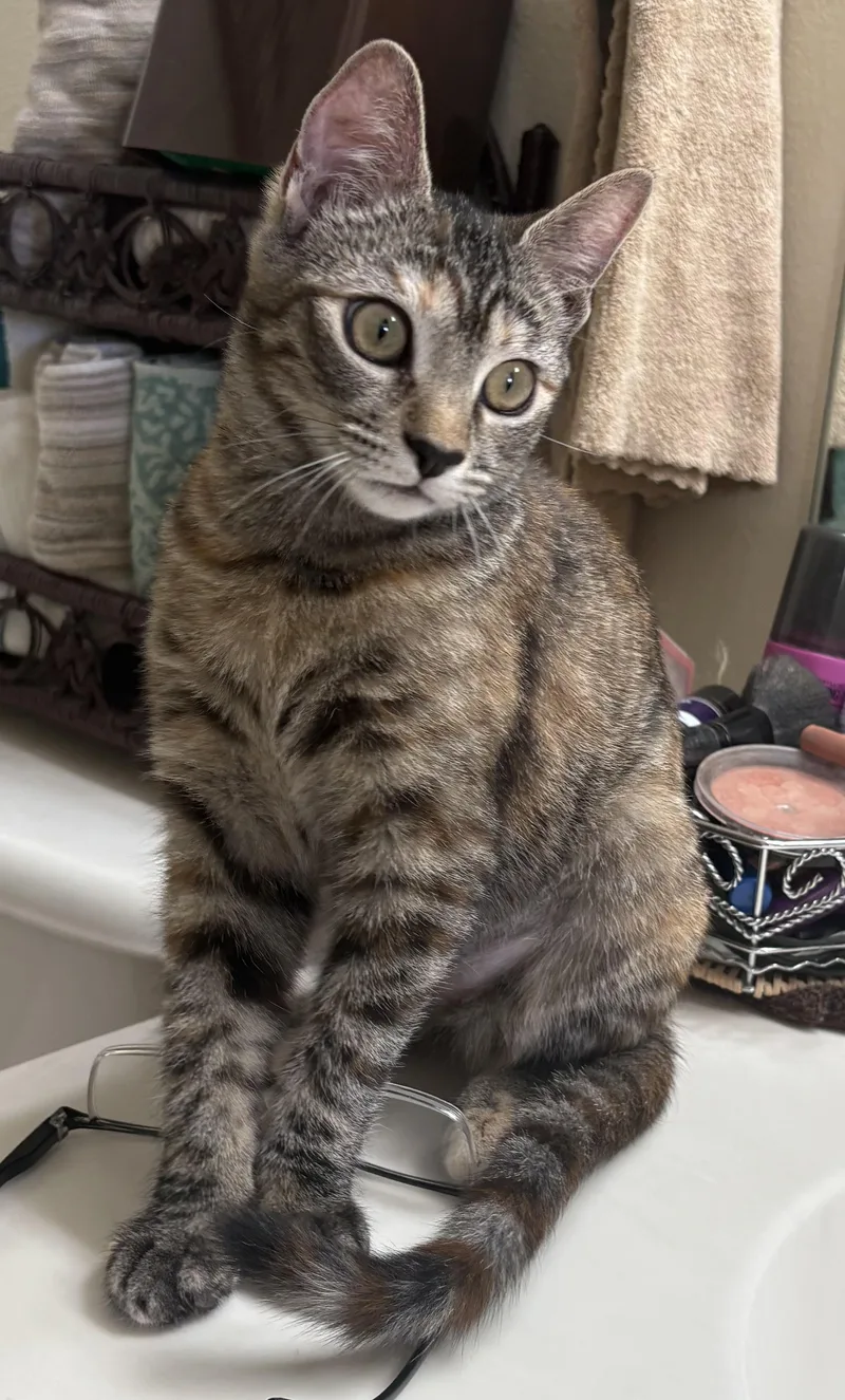 Cinnamon thumbnail 5