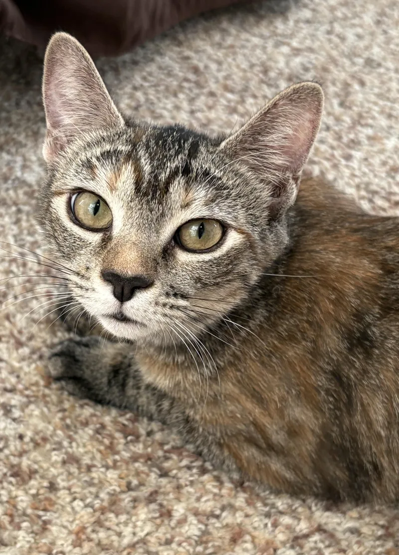 Cinnamon thumbnail 6