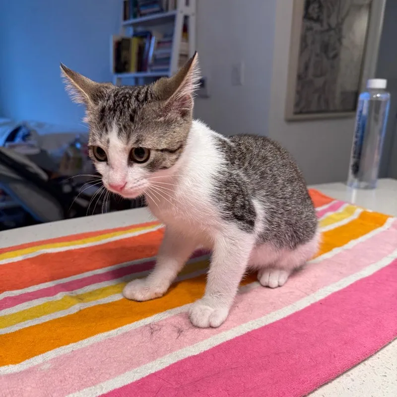 Georgie thumbnail 3