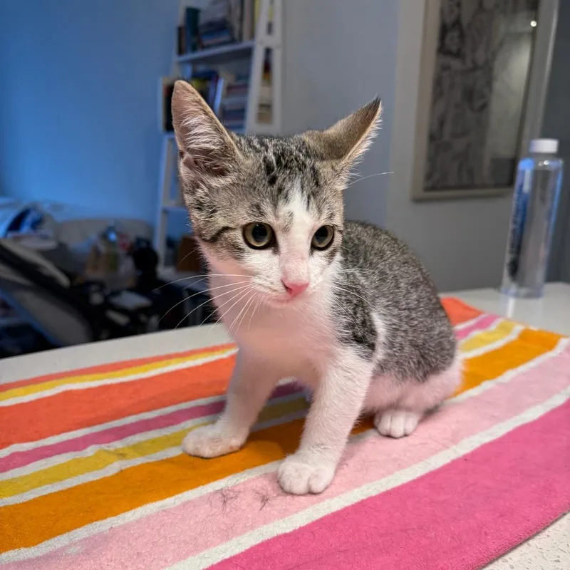 Georgie thumbnail 4