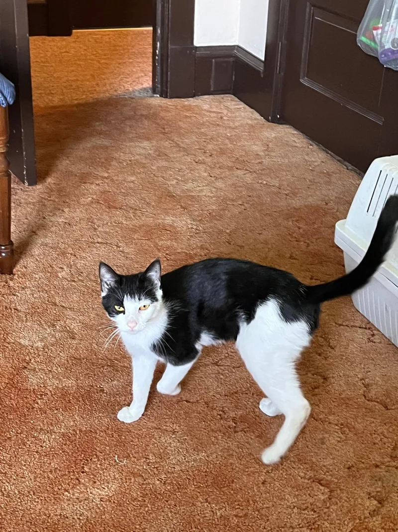 A young medium-sized female Black & White / Tuxedo Domestic Short Hair cat named Brittany for adoption in Philadelphia, PA