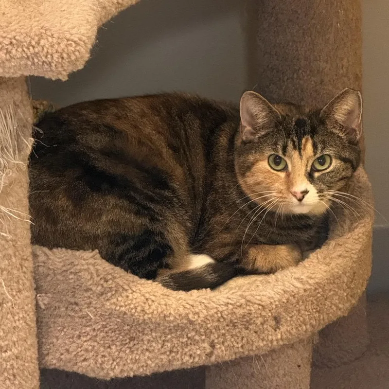 An adult large-sized female Domestic Short Hair cat named Miss Krampus for adoption in Newark, DE