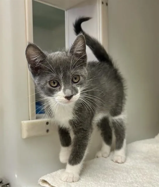 A baby medium-sized male Domestic Short Hair cat named Levi for adoption in Salinas, CA