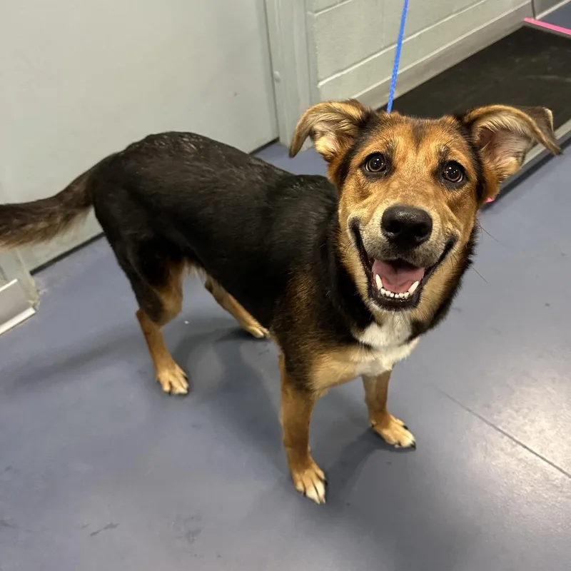 A young medium-sized female Black German Shepherd Dog dog named Brooklyn for adoption in Greensboro, NC