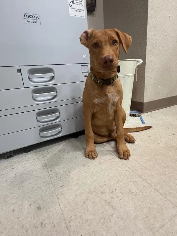 A young medium-sized male Mixed Breed dog named Turner for adoption in Hobbs, NM
