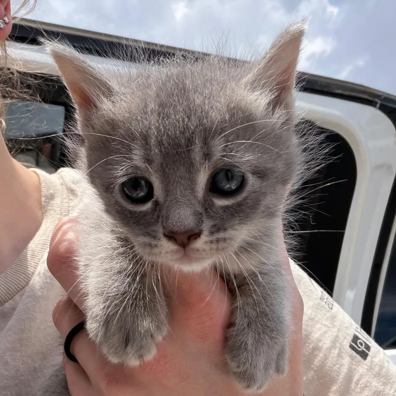 A baby small-sized female Gray / Blue / Silver Domestic Medium Hair cat named Bunny for adoption in Marshall, TX