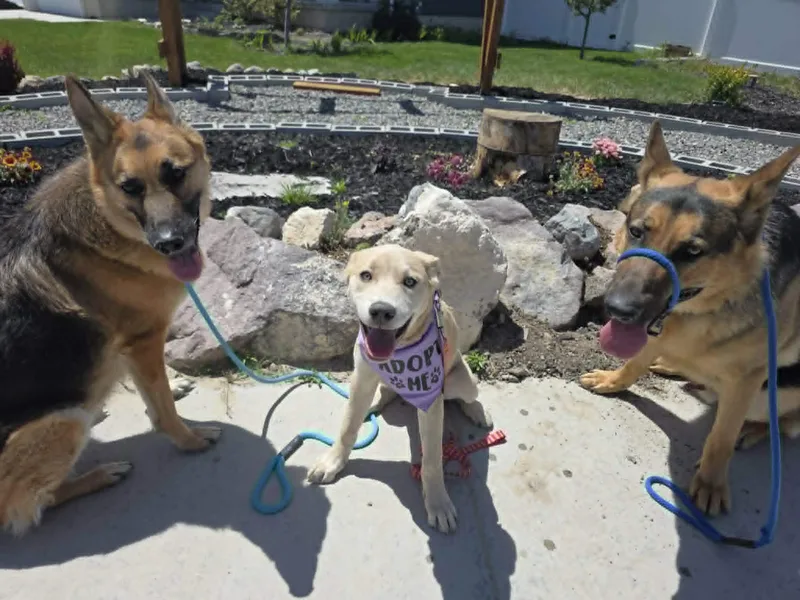 A young large-sized female White / Cream Labrador Retriever dog named Juniper for adoption in Santaquin, UT