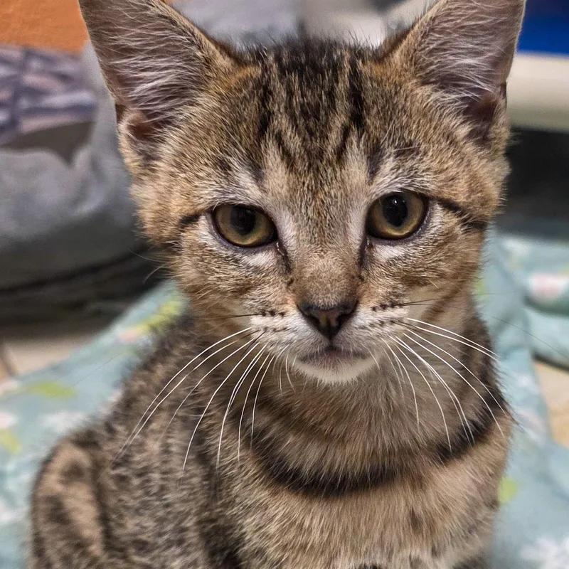 A baby medium-sized male Tabby (Brown / Chocolate) Tabby cat named Cosmo for adoption in Gainesville, TX