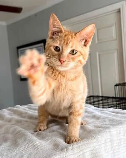 A baby medium-sized male Orange / Red Domestic Short Hair cat named Jinx for adoption in Calera, AL
