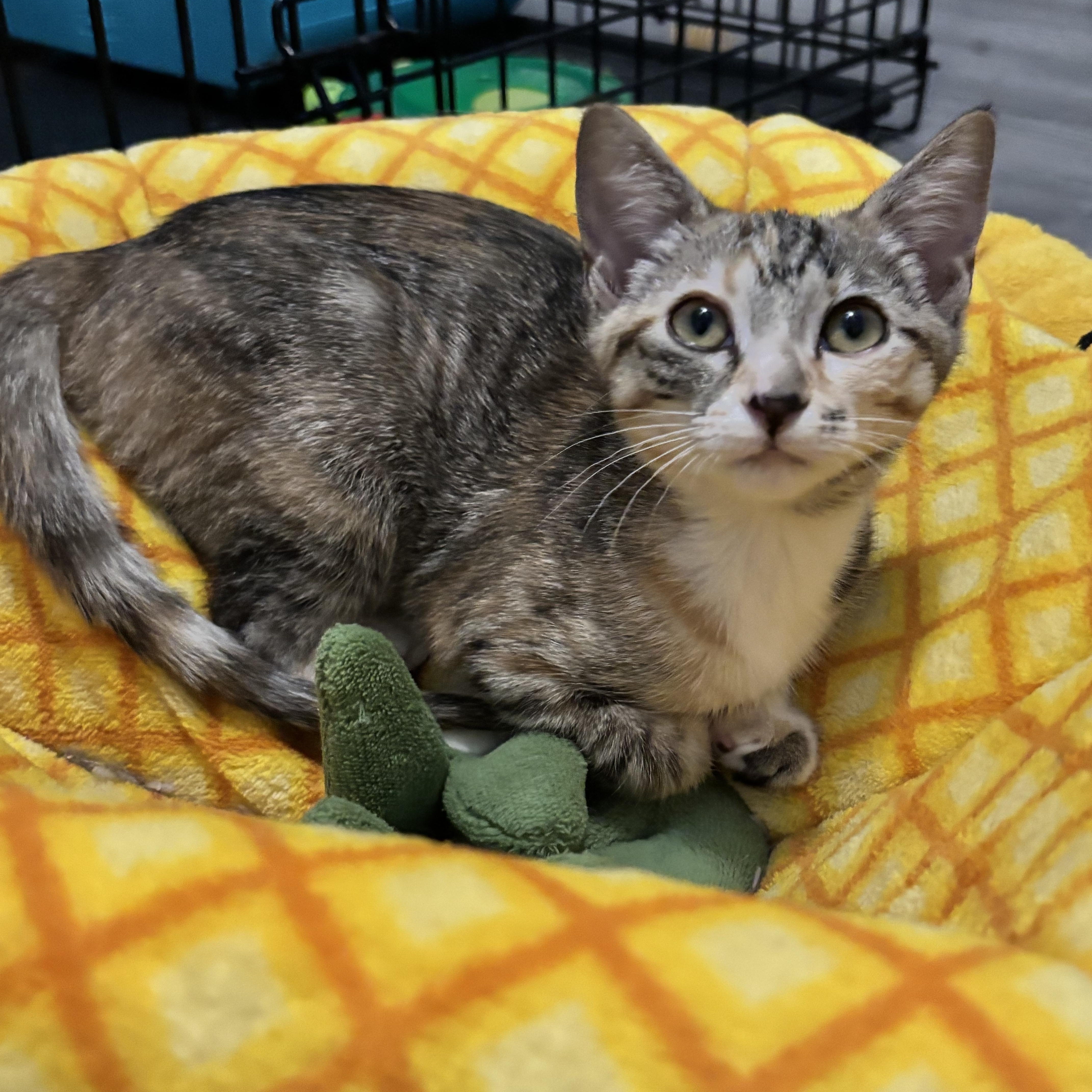 A baby medium-sized female Torbie Domestic Short Hair cat named Bonbon Your Little for adoption in Plano, TX