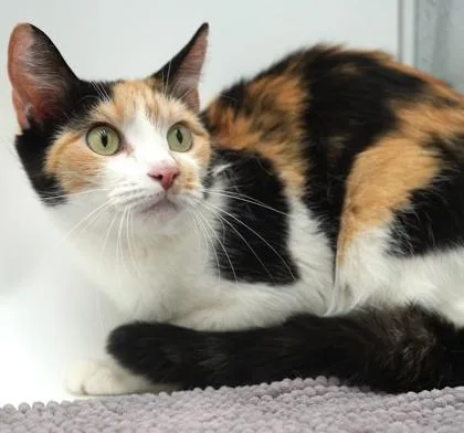 An adult medium-sized female Domestic Short Hair cat named Rain for adoption in Bowling Green, KY