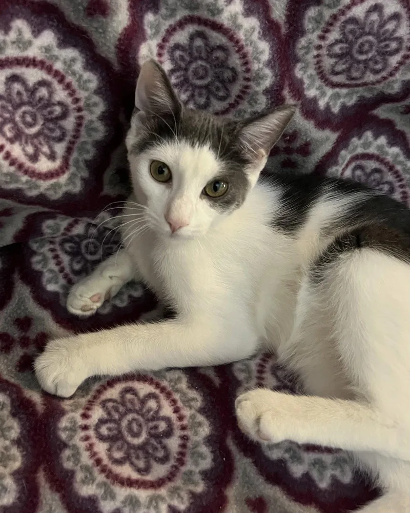 A young medium-sized female Gray & White Domestic Short Hair cat named Tizzy for adoption in Blasdell, NY
