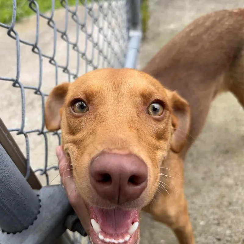 A young medium-sized female Brown / Chocolate Mixed Breed dog named Lou Lou for adoption in Chesapeake, VA