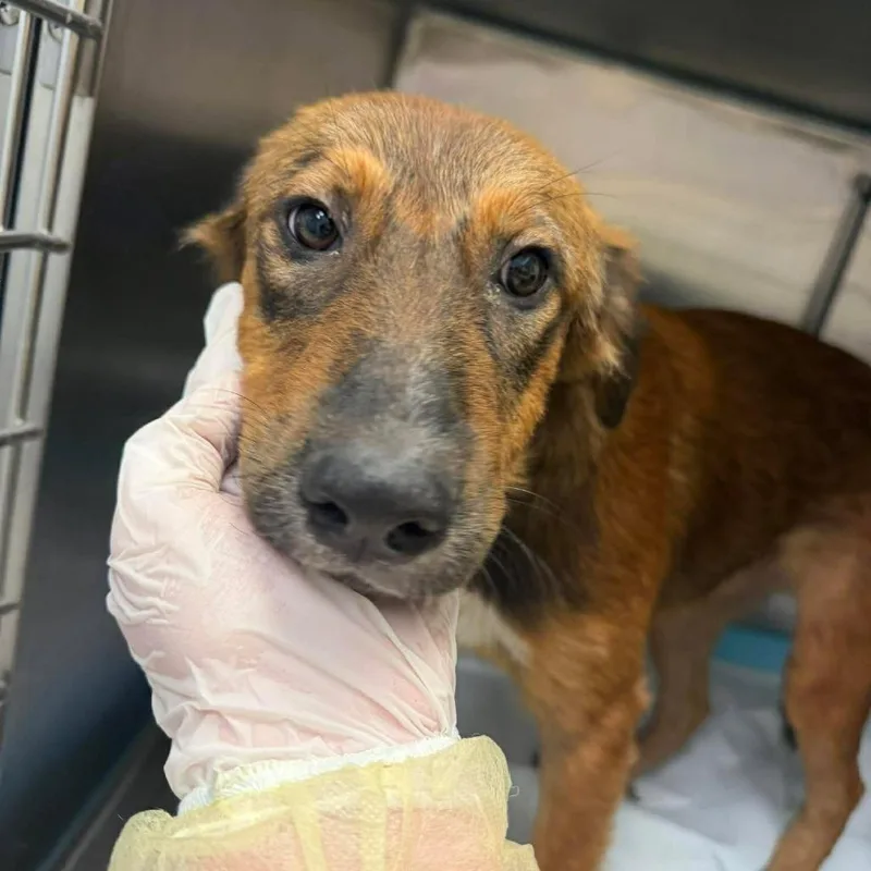 A baby large-sized female Brown / Chocolate Great Pyrenees dog named Capella Nimbus for adoption in Austin, TX