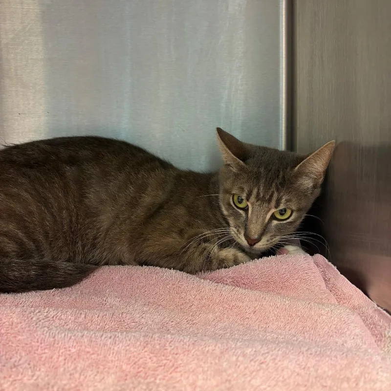 A young medium-sized female Gray / Blue / Silver Domestic Short Hair cat named Brit for adoption in Englewood, FL